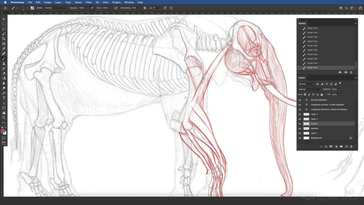 African Elephant: Musculature — Part 1