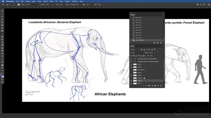 African Elephant: Musculature — Part 2