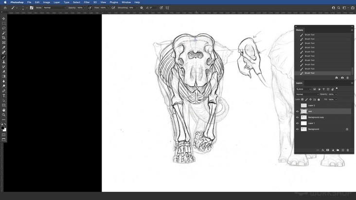 Asian Elephant: Front View — Drawing The Skeleton