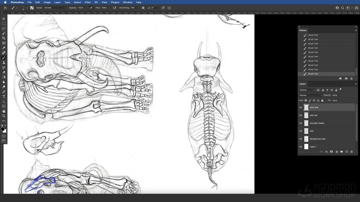 Asian Elephant: Top View — Drawing The Skeleton