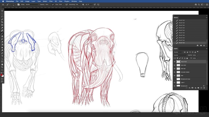 African Elephant: Front View — Musculature