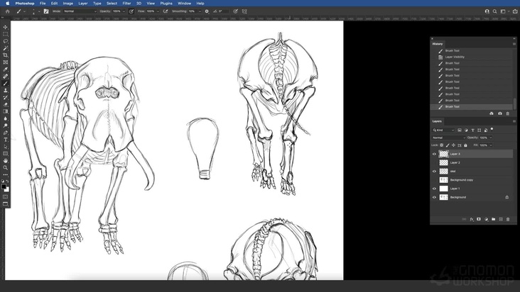 African Elephant: Rear View — Drawing The Skeleton