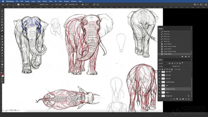 African Elephant: Rear View — Musculature