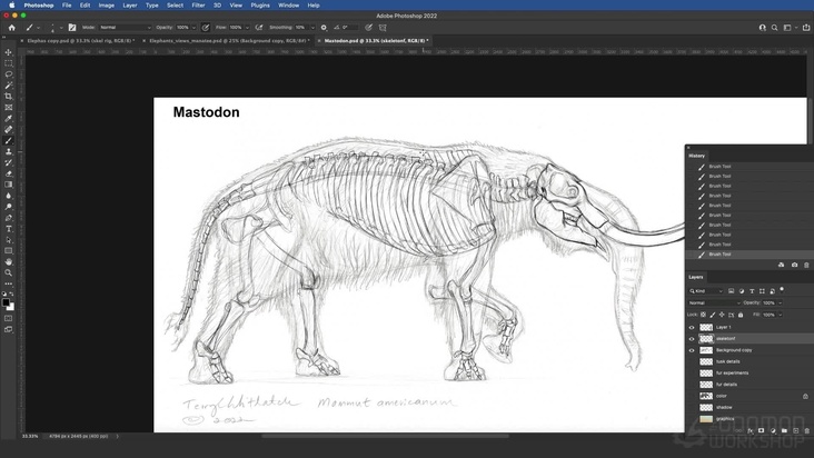 Prehistoric Species: Mastodon — Drawing The Skeleton