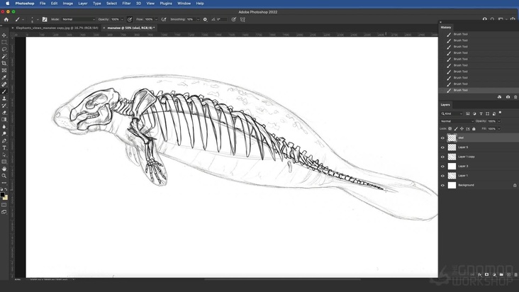 Bonus: Manatee: Drawing The Skeleton