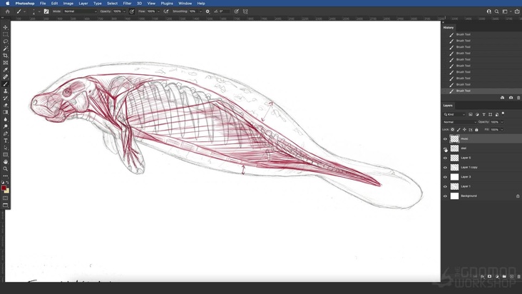 Bonus: Manatee: Musculature