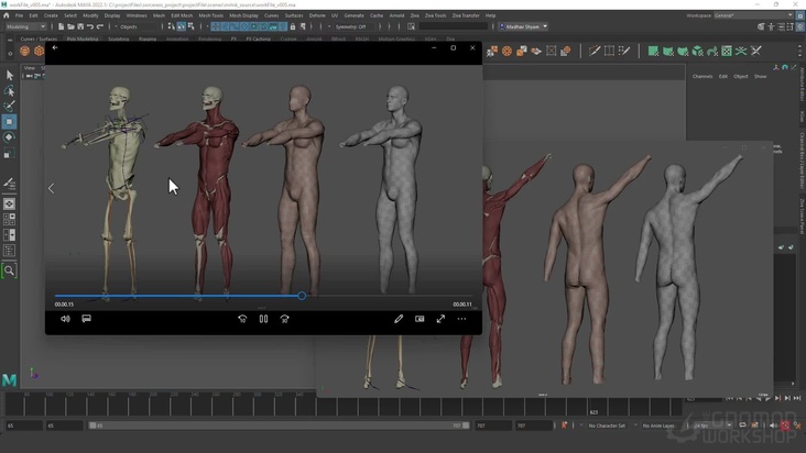 Anatomy Transfer 2: Simulation Transfer