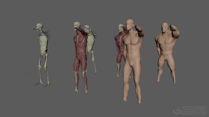 Anatomy Transfer 3: Final Review